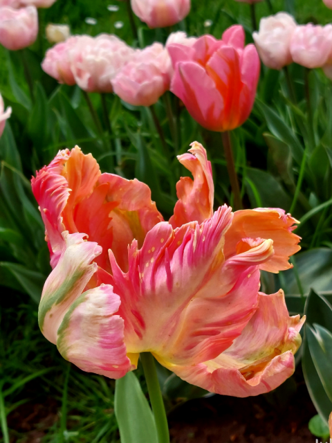 A luscious pink, peach, and green tulip bloom with feather edged petals blooms against an out of focus mass of dark green foliage and a fringe of pink tulips at the top of the image.