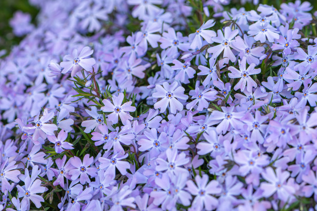 Photograph of a mass bloom of purple ground phlox (moss phlox seems likely). This variety of phlox is low to the ground and slowly "creeps" along the ground. The plant has moss-like foliage. The flowers have five, heart-shaped, pale purple feathers that radiate from a narrow central cone. Each petal has two, small, purple dots where the bloom meets the central cone. Two orange anthers are visible in the center of the cone while the other reproductive organs are interior to the cone.