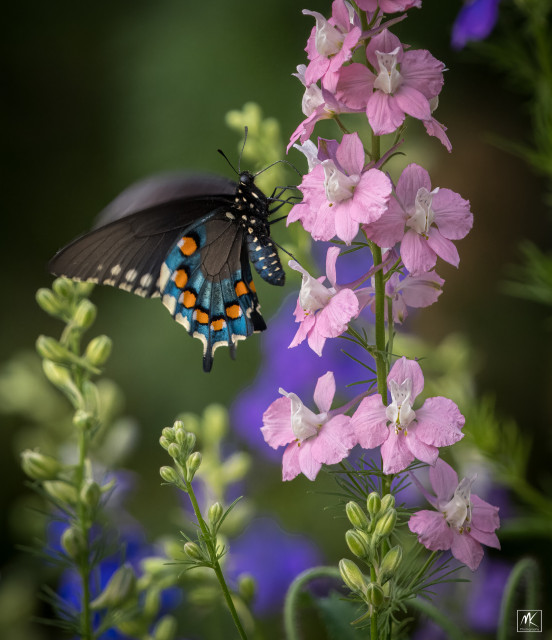 Color photo of a black butterfly with blue on the outer part of the lower wings and orange and pale yellow spots on the blue. The butterfly is feeding on a stalk of pink larkspur flowers. 