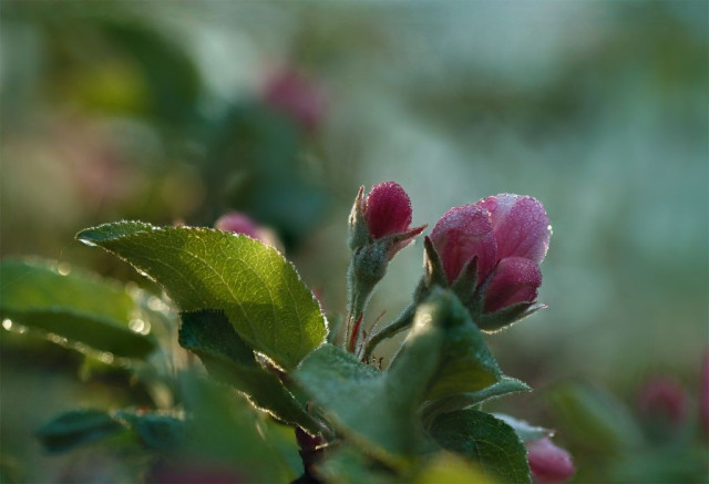 Branch of apple blossom buds covered by dew backlit by the rising mornung sun.