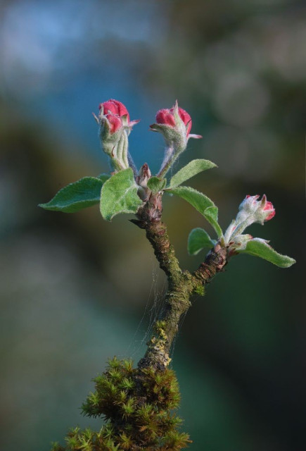 A branch with three pink apple blossom buds covered by moss 