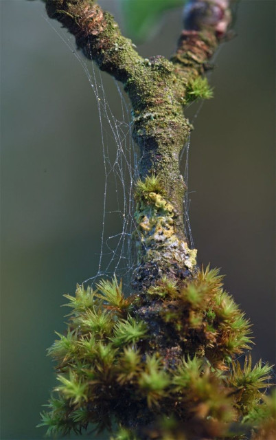 Close-up of that branch with moss and a spider web