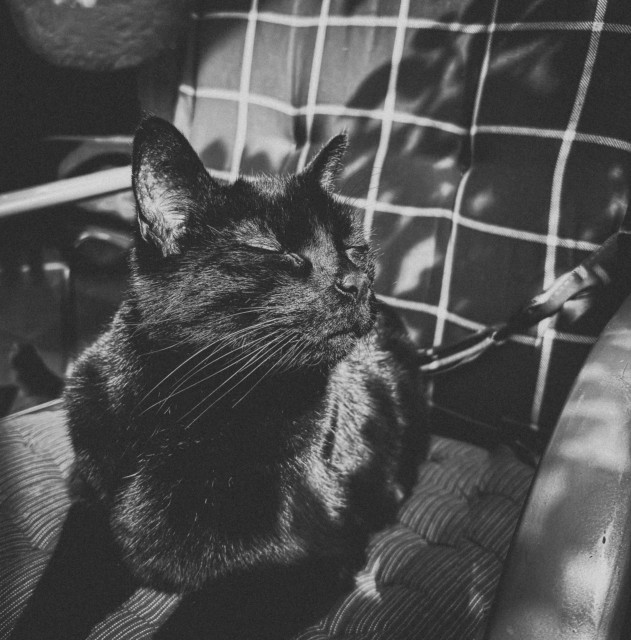 Motiv: Das Bild zeigt eine schwarze Katze, die mit geschlossenen Augen das Gesicht zur Sonne richtet.

Bildformat: Das Foto ist im Hochformat aufgenommen. Schwarzweißfoto 

Genre: Es handelt sich um ein Tierporträt, das die Katze in einer ruhigen und entspannten Pose zeigt.

Hintergrund: Der Hintergrund ist unscharf und zeigt ein kariertes Muster sowie einige unidentifizierbare Objekte.

Farben: Die dominierenden Farben sind Schwarz von der Katze, Grau und Weiß vom karierten Hintergrund. 