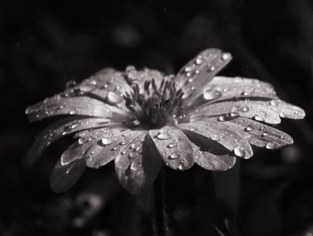 Black and white photograph of a flower with water droplets on its petals.