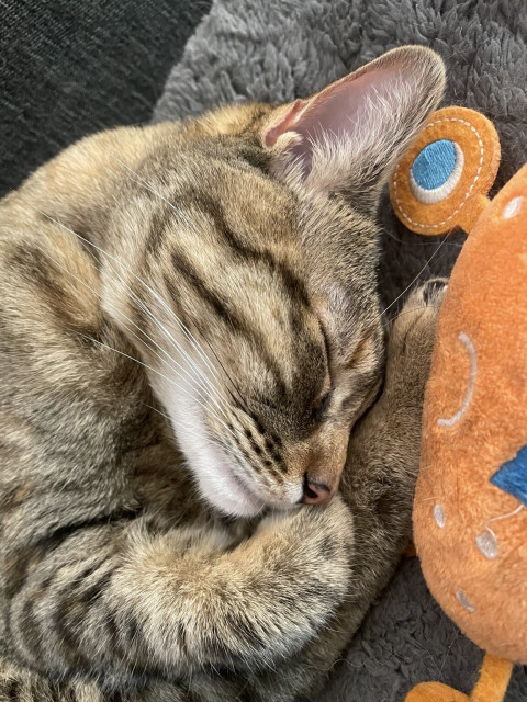 A sleeping tabby cat curled up with a plush toy. Her eye is closed tight and her whisker dots inspire adoration. 