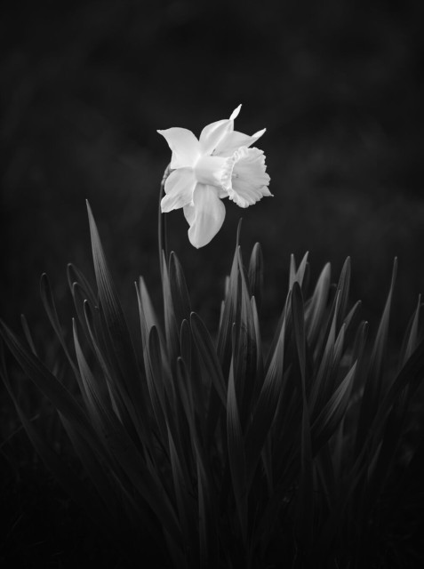 Black and white close up of a single daffodil in a bunch of leaves. The tips of the leaves are softly illuminated by the evening sun while the lower parts fall off into darkness. The blossom is positioned in the center of the image. The background is dark and out of focus.