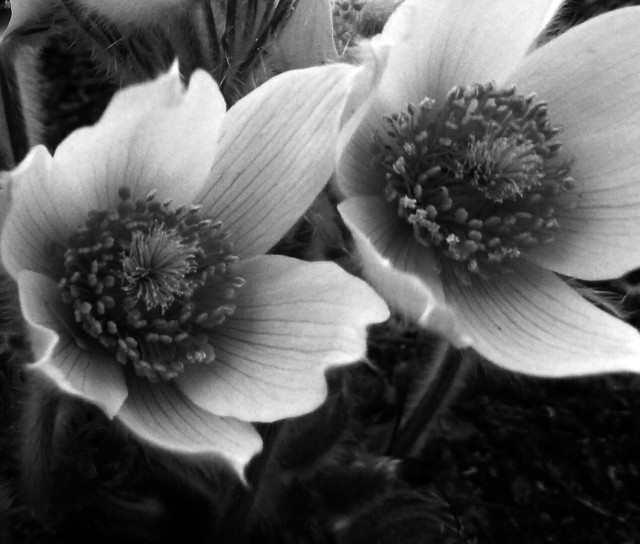 Black and white and heavily cropped close up photography of two white pulsatilla flowers, open in the sun. The petals have fine darker lines and the stamens and pistils at the centre of the flowers form a spherical shape.