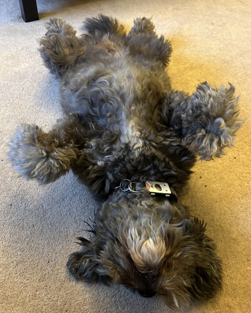 A fluffy grey little dog, flat on his back with his legs in the air.