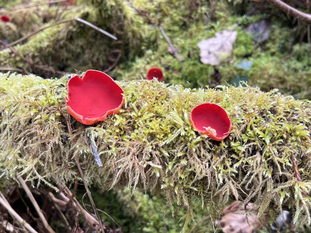 Scarlet elf cups on a moss covered log. 