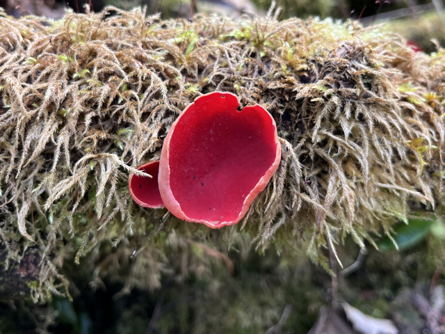 Single scarlet  elf cup on a moss covered log. 