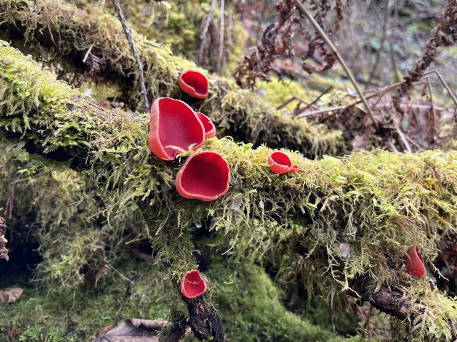 A number of scarlet elf cups on moss covered logs. 