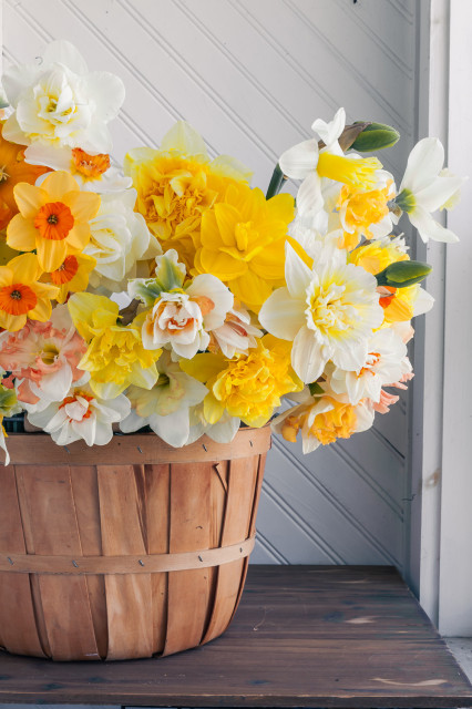A bright scene of daffodils of many varieties bunched closely together, filling a rustic apple bucket in front of a white beadboard wall. 