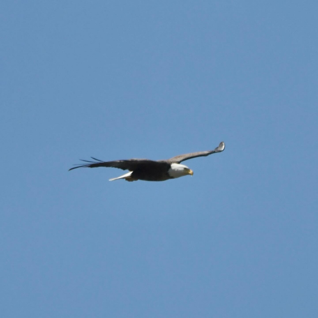 Eagle in flight 