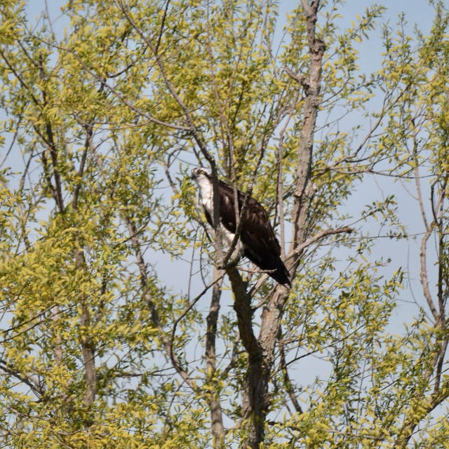 Osprey in a tree 