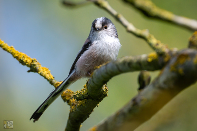 The Long-tailed Tit is easily recognisable with its distinctive blush, black and white colouring. It also has a tail which is bigger than its body, and a bouncing flight. Sociable and noisy residents, Long-tailed Tits are most usually noticed in small, excitable flocks of about 20 birds. Like most tits, they rove the woods and hedgerows, but are also seen on heaths and commons with suitable bushes.