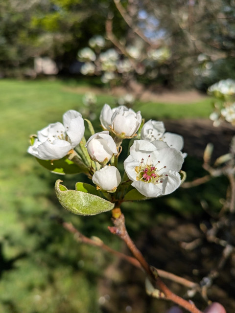 A group of white blossoms at the end of a pear tree branch.
