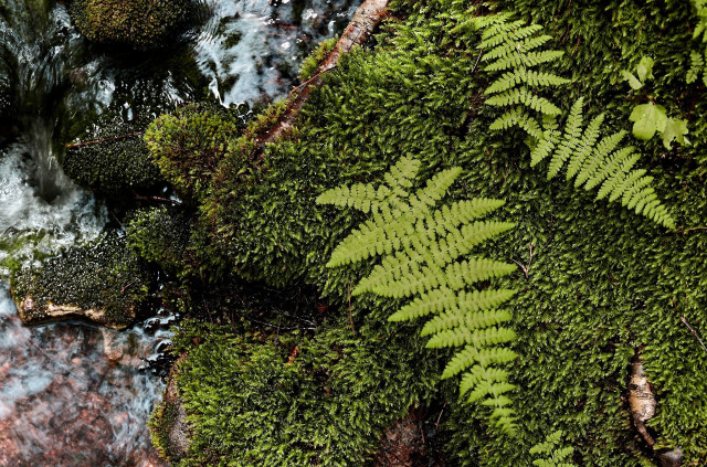 Flat-lay style close-up photograph of three baby fern leaves growing in the midst of a thick bed of moss along a small stream in a forested area.