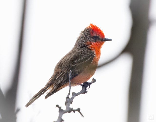 Color photo of a small brown bird with red feathers on its chest and head, perched on a twig. 