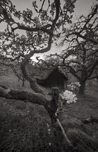 A tiny wooden shed visible through gnarly tentable like branches of apple trees in full bloom. Black and white, backlit. 