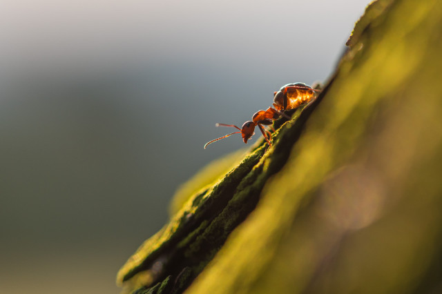 Eine Ameise läuft einen schrägen Baum hinunter, die Morgensonne scheint auf ihr hinteres Körperteil so das dies leuchtet. 
Der Baum ist leicht bemosst, der Rest des Bildes ist komplett unscharf. 
