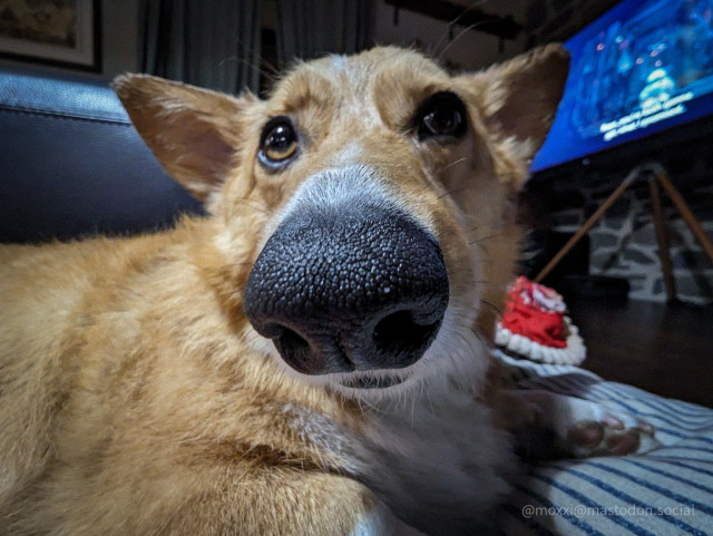 a wide angle shot of moxxi the corgi's nose up close. she is in a living room on her dog bed with the tv on. she looks sleepy and confused.