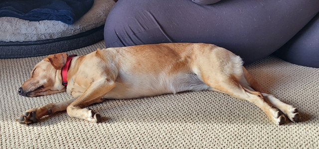 Golden Labrador retriever sleeping soundly on tan carpet after a busy day.