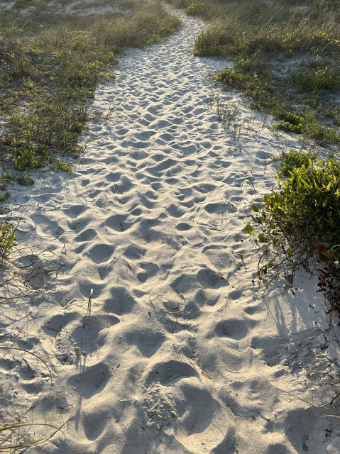 Dimples caused by footprints on a soft white sandy path through dune vegetation. 