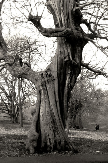 Monochrome photograph of the trunk of a bare tree, that looks like it twists through at least half a turn in the space of the frame. Behind it, on the side of a moderate grassy hill, are more trees – to the right an even more substantial trunk, to the left ones that are more slender. In the distance, at the bottom right, a couple of people can be seen walking.