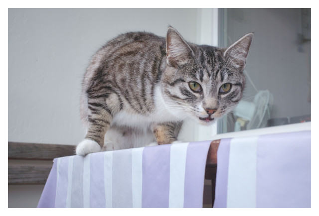 Katten Sonja har fått syn på något och ser ut att vara på jakt. Hon smyger på ett bord med randig duk på en balkong.