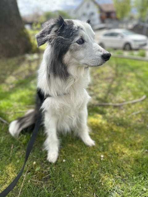 A blue-eyed Australian Shepherd dog on a leash sitting on grass with blurred background