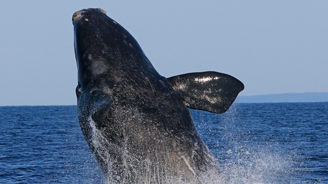 A photo of a North Atlantic right whale jumping out of water.
