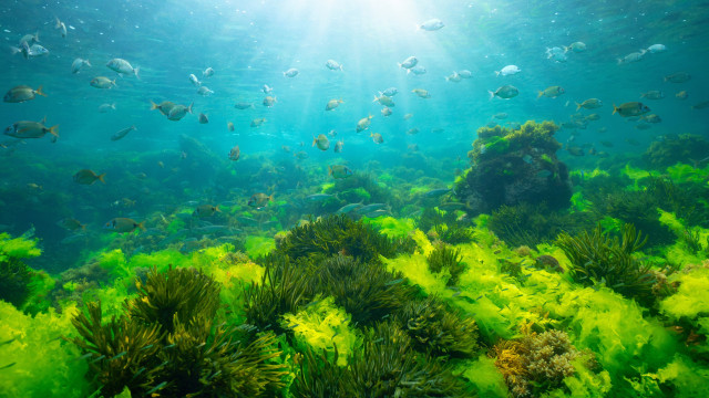 Green seaweed underwater with sunlight and shoal of fish in the Atlantic Ocean (Rias Baixas, Spain). 