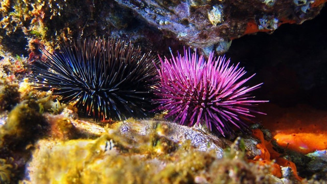 A photo with a black and purple sea urchins surrounded by algae and rocks.  