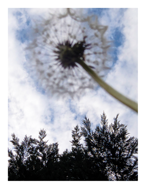 out-of-focus view of a dandelion from the ground beneath, against a mostly cloudy sky. a line of evergreen trees along the bottom.