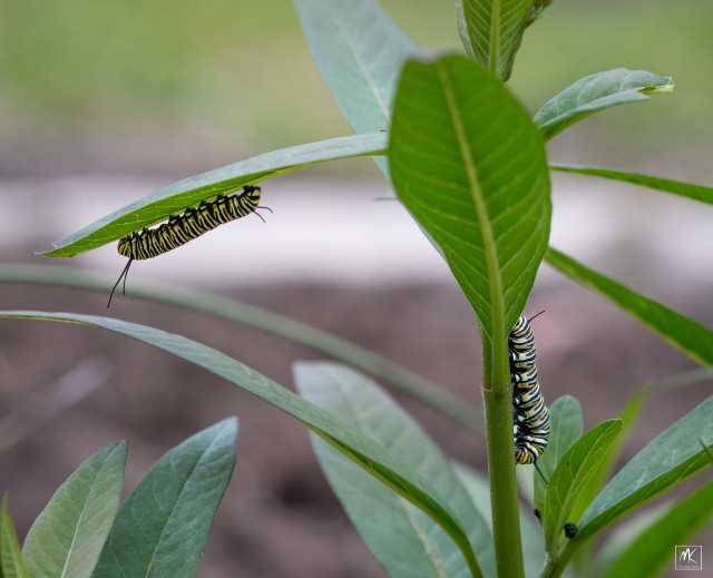 Color photo of two monarch butterfly caterpillars on a milkweed plant, one on the main stem and the other on the underside of a leaf. 