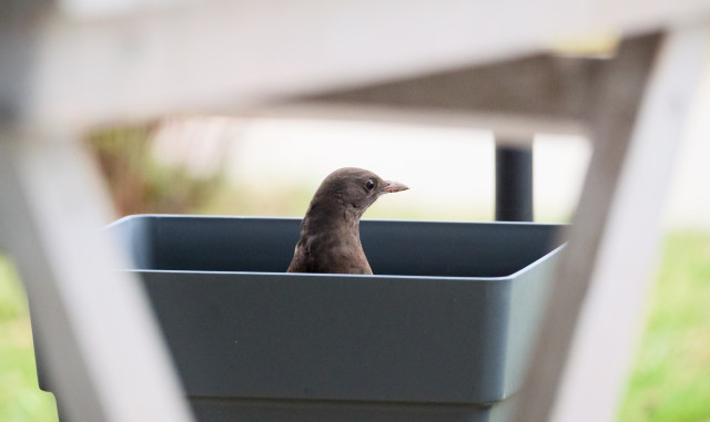 A blackbird sitting in a planter on my patio.