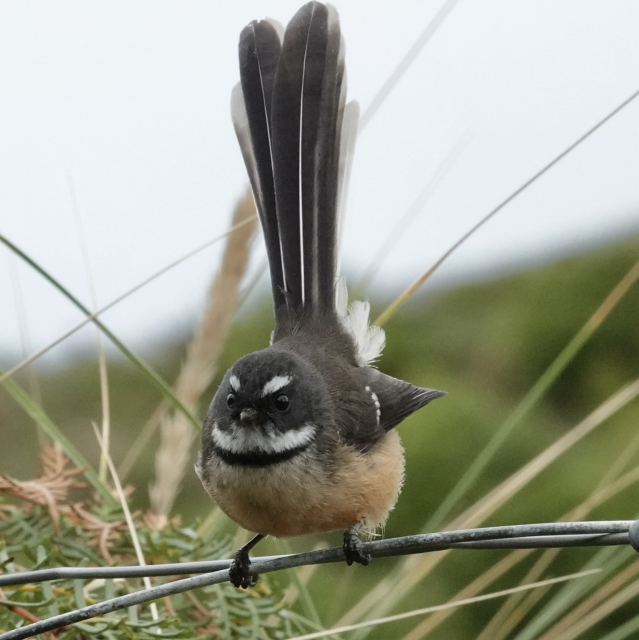 Pied fantail  with nice white eyebrows