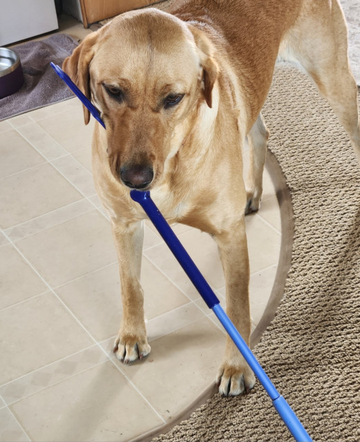 Golden Labrador retriever brings a blue plastic stick to her pal. She is standing with the stick in her mouth.