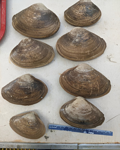 photo of several clams 