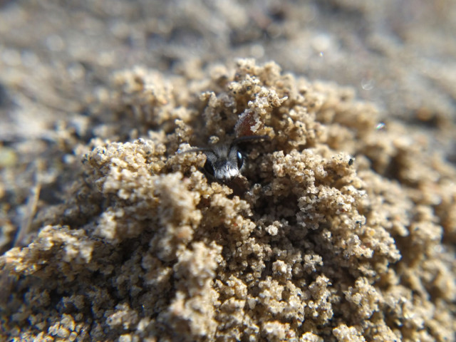 The fluffy head of a mining bee emerges from a pile of dirt it's just excavated.
