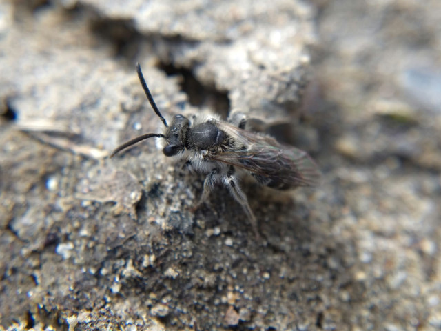 Full view of one of the mining bees. It's black with white fluff.