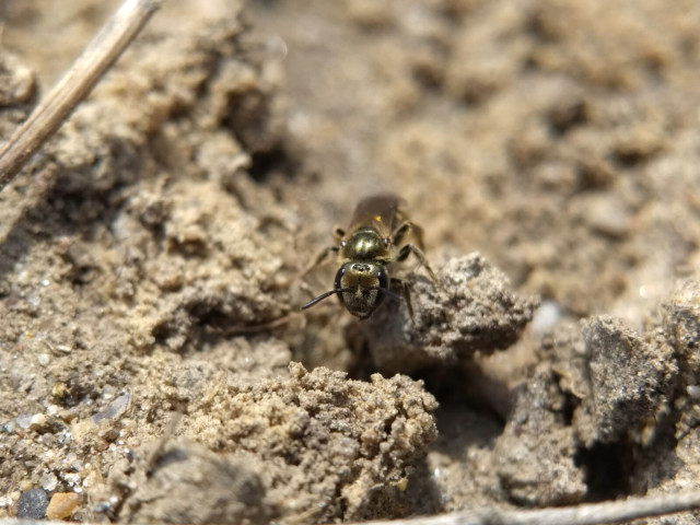 The face of a metallic olive-green sweat bee as it climbs over a tiny clump of dirt in search of a good burrow site.