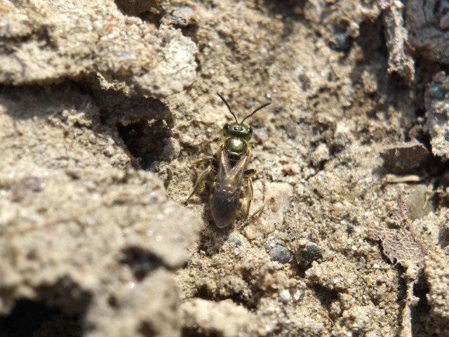One of the sweat bees as seen from above. It's a lovely metallic olive green with pale yellow fluff on its legs and around its head, but not quite as fluffy as the mining bees.