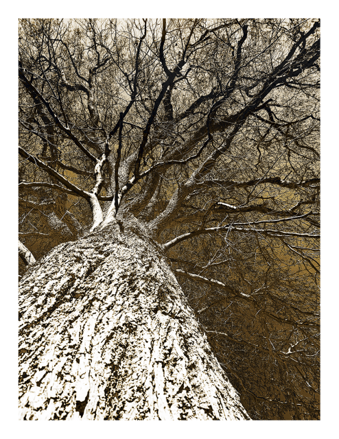 inverted and recolored. the view up the trunk of a very large oak tree with countless leafless branches against the sky. in tones of brown, black and white.