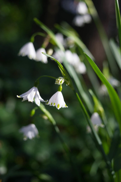 Colour photograph of a few snowdrops, of which only a couple are in focus due to a shallow depth of field. The background is dark and full of terrors – well no, it's just darker vegetation, I just like that phrase.