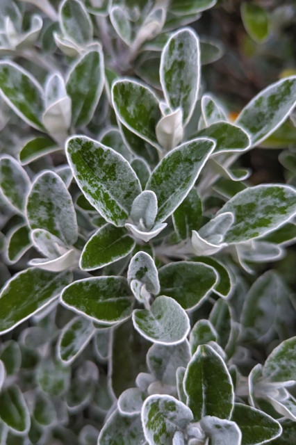 Close-up colour photograph of a plant. The plant has many green leaves. All the leaves are fringed with white. Many also have a partial coating of white, like they have been brushed with white powder. (They have not.)