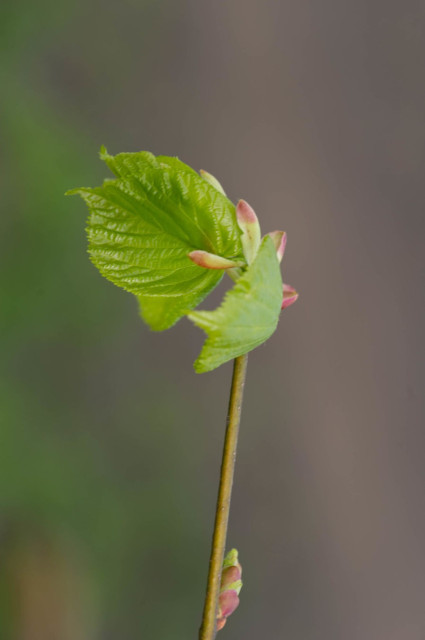 Colour photo of a single small twig from which a couple of new green leaves sprout, as well as a few green-red buds. The subject of the photograph has been isolated from the background by such a tight depth of field that even the leaf closest to the camera is out-of-focus and the background itself is a blur of green-grey-brown.