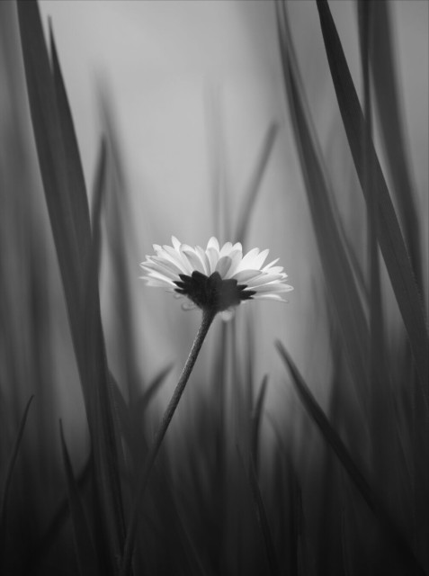 Black and white close up of a daisy in the grass. The daisy is photographed from below with the camera pointing upwards out of the grass. Surrounding the daisy are tall, mostly out of focus, blades of grass
