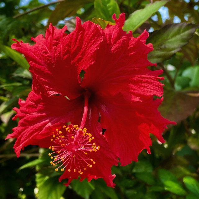 Bright red hibiscus flower with prominent yellow stamens, surrounded by green leaves.