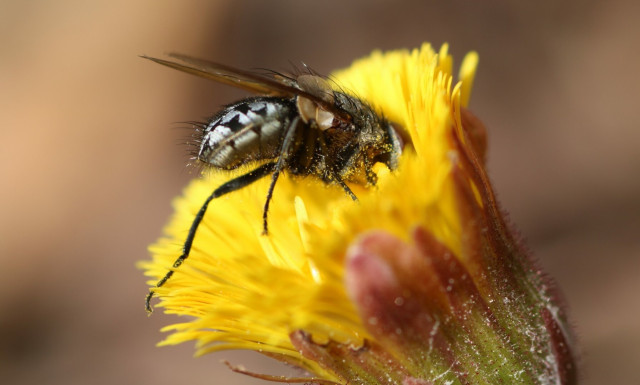 Macro photograph of a house fly on a yellow flower. The fly has a hairy metallic silver and black body and is seen from the side with one leg stretched, having its head hidden into the slightly open flower, searching for nectar. Yellow pollen is caught into the hair of the fly.